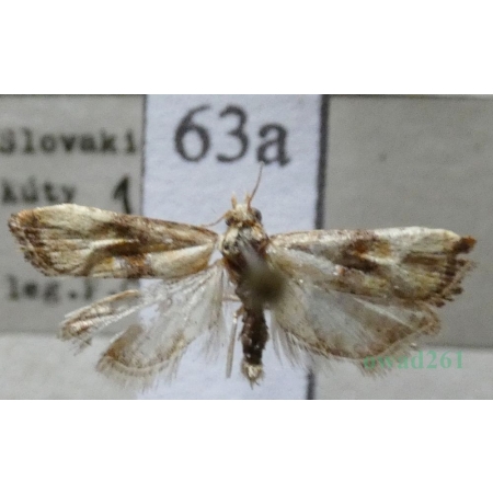 Eupoecilia angustana (Hübner, 1799) Slovakia63a